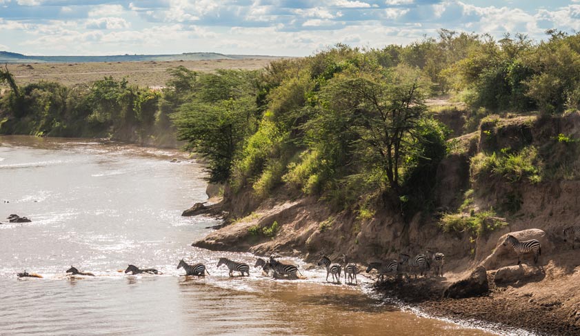 Zebras and wildebeest during migration from Serengeti to Masai Mara in Kenya. Zebras and wildebeest during migration from Serengeti to Masai Mara in Kenya.
