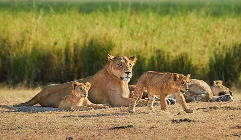 Beautiful lioness (Panthera leo) with cute lion cubs in Savannah. Pride of lions in wild life of natural reserve & natural habitat._1220682445.jpg Beautiful lioness (Panthera leo) with cute lion cubs in Savannah. Pride of lions in wild life of natural reserve & natural habitat._1220682445.jpg