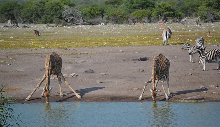 A pair of giraffe showing their flexibility and having a drink in Etosha National Park, Namibia A pair of giraffe showing their flexibility and having a drink in Etosha National Park, Namibia