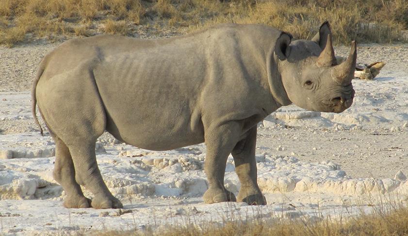 A rhino in Etosha National Park, Namibia A rhino in Etosha National Park, Namibia
