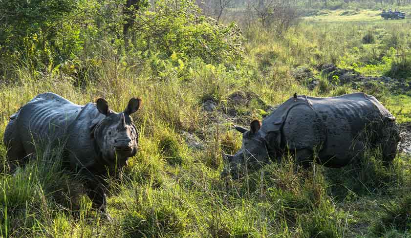 Rhino-in-chitwan Rhino-in-chitwan