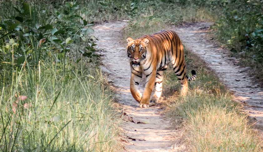 Tiger-in-Chitwan-National-park