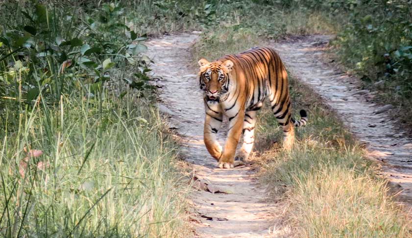 Tiger-in-Chitwan-National-park Tiger-in-Chitwan-National-park