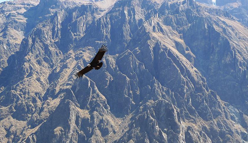 A condor catching the thermals in the Colca Canyon, Peru A condor catching the thermals in the Colca Canyon, Peru