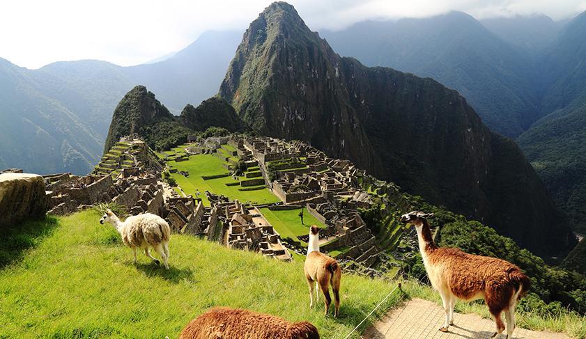 Llama keeping the grass down at Machu Picchu, Peru