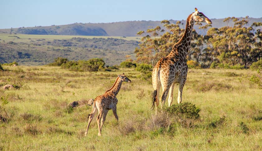 A mother giraffe with a baby, Shamwari, South Africa. A mother giraffe with a baby, Shamwari, South Africa.
