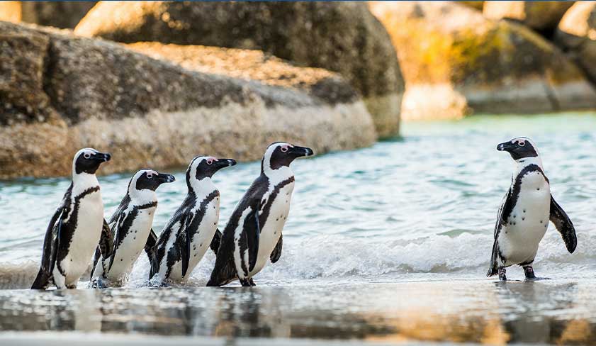 Boulders-Beach-Penhuins-South-Africa Boulders-Beach-Penhuins-South-Africa