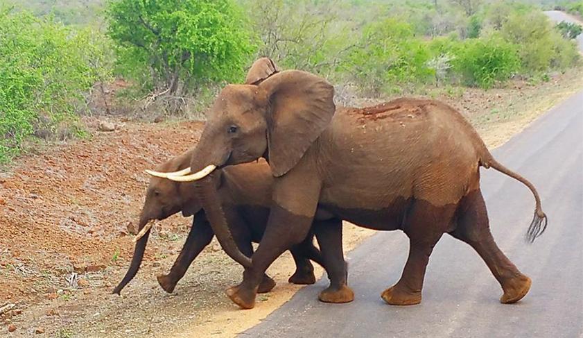 Elephants crossing the road in Kruger National Park,South Africa