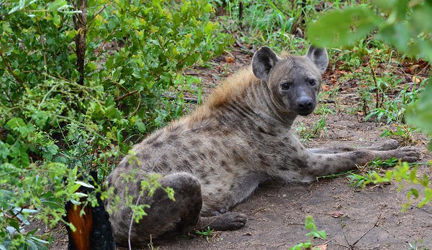 A hyena in Kruger National Park, South Africa A hyena in Kruger National Park, South Africa
