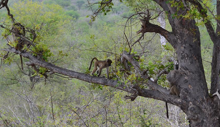 Monkeys in Kruger National Park, South Africa