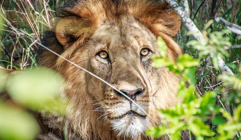 Lion-in-Kruger-National-Park Lion-in-Kruger-National-Park