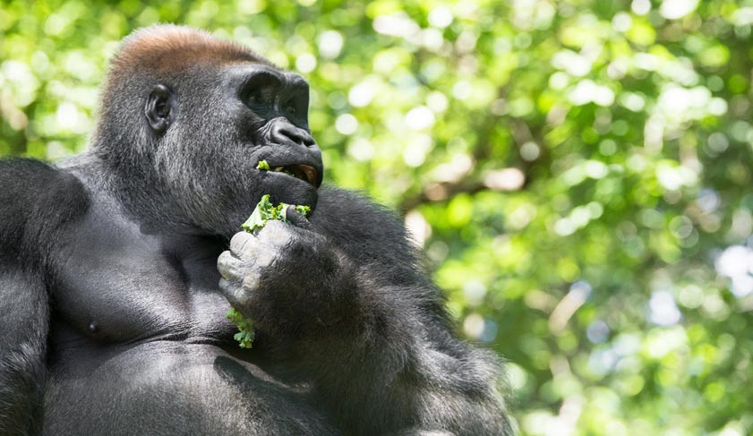Typical Western Lowland Gorilla among leafy trees -1129631081.jpg Typical Western Lowland Gorilla among leafy trees -1129631081.jpg