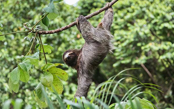travel on a holiday tour to see spectactular wildlife in their natural habitats throughout the exotic costa rica