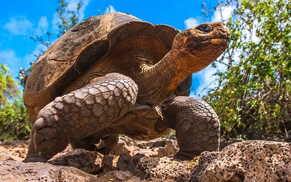 travel on holiday to the Galapagos Islands and discover some of the most amazing animals in their wild habitats