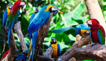 Parrots in the Amazon Jungle 