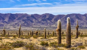 Giant Cacti in Cardones National Park in Argentina