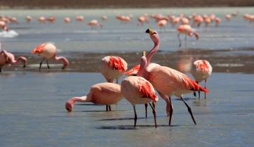 Flamingos at Laguna Colorada, Bolivia 