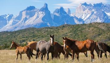 Horses grazing in from of the three towers in Torres del Paine National Park, Chile