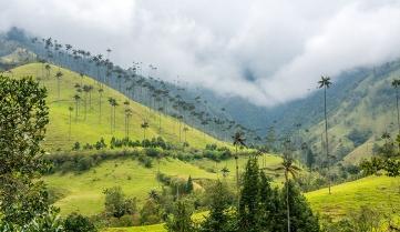 The fog lifting from the Cocora Valley, Colombia