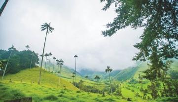 Rubber Palms in the  Cocora Valley, Colombia