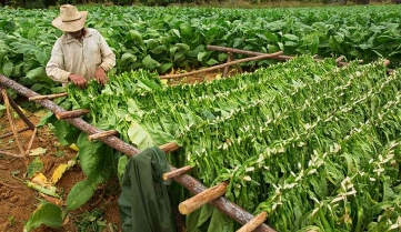 A tobacco farm in Cuba