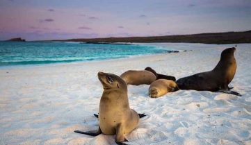Seals relaxing on the Galapagos Islands 