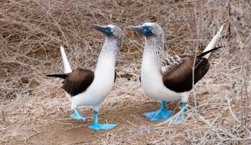 Blue footed boobies with their distinctive bright blue feet in the Galapagos Islands, Ecuador