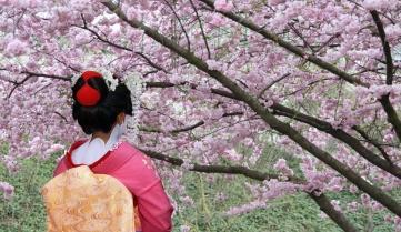 A Geisha and cherry blossum tree, Japan