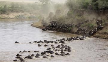 The wildebeest migration between the Masai Mara and Serengeti National Park