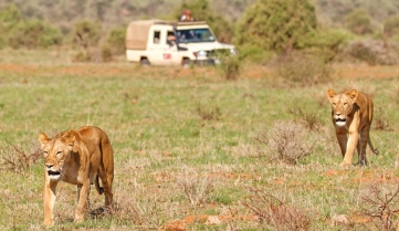 Two lionesses walking towards the camera with safari vehicle in the background at Samburu National Reserve, Kenya_562099426.jpg