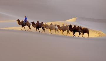 Camels crossing the Sahara Desert, morocco