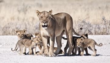 A lioness and her cubs in Etosha National Park, Namibia