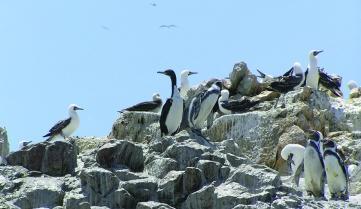 Birds on the Ballestas Islands, Peru
