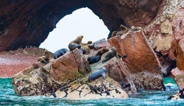 Seals relaxing on the rocks in the Ballestas Islands, Peru