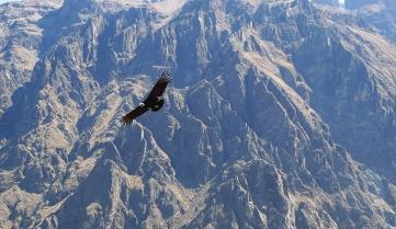 A condor catching the thermals in the Colca Canyon, Peru