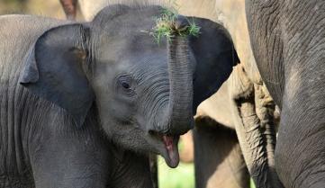 A baby elephant having a snack, Sri Lanka