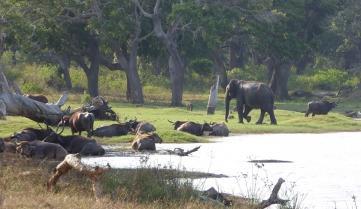 Animals relaxing in Yala National Park, Sri Lanka