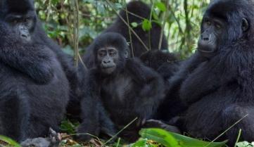 A family of gorillas in the Bwindi Impenetrable Forest National Park, Uganda
