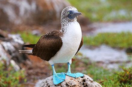 galapagos blue footed boobie
