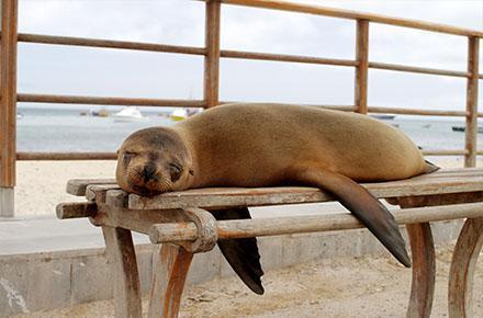 galapagos islands wildlife seal