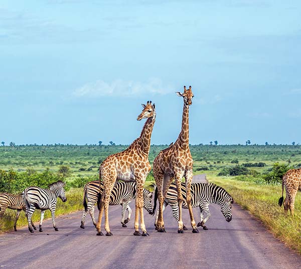 giraffes and zebra crossing the road in ngorongoro crater tanzania africa