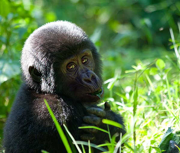 Bwindi Impenetrable National Park, Uganda baby gorilla eating leaves at bwindi impenetrable national park uganda africa