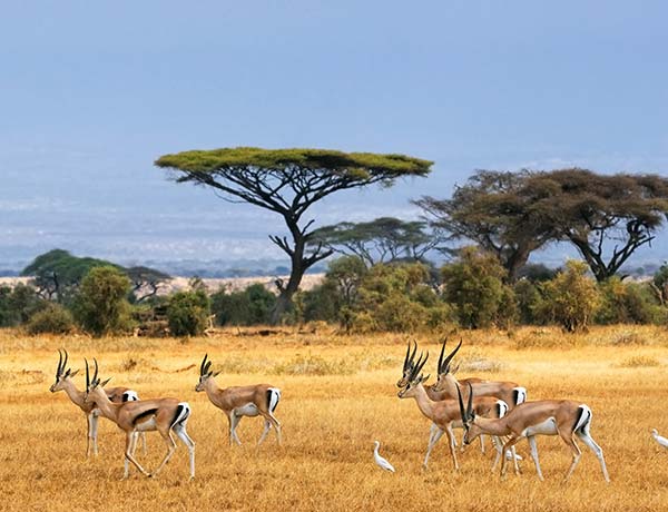 herd of gazelle in the masai mara kenya africa