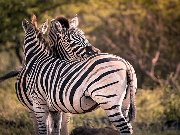 two zebra nuzzling at kruger national park south africa