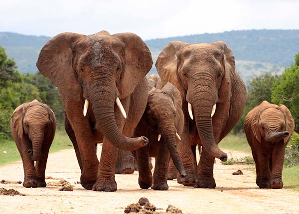Addo Elephant National park, South Africa herd of elephants walking down the track at addo elephant national park south africa