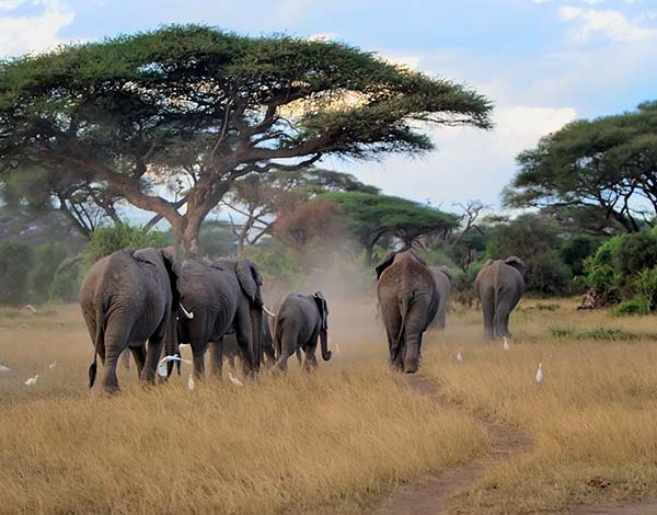 herd of elephants at chobe national park botswana africa