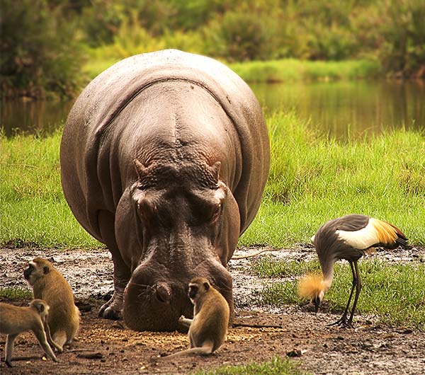 Etosha National Park, Namibia hippo and monkeys at etosha national park namibia africa