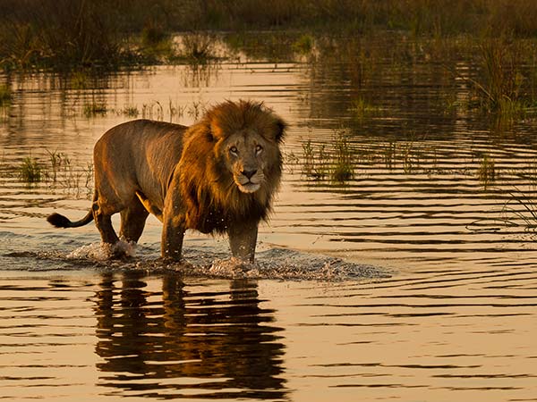 lion walking through a river in okavango delta national park botswana africa