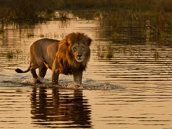 Okavango Delta, Botswana lion walking through a river in okavango delta national park botswana africa